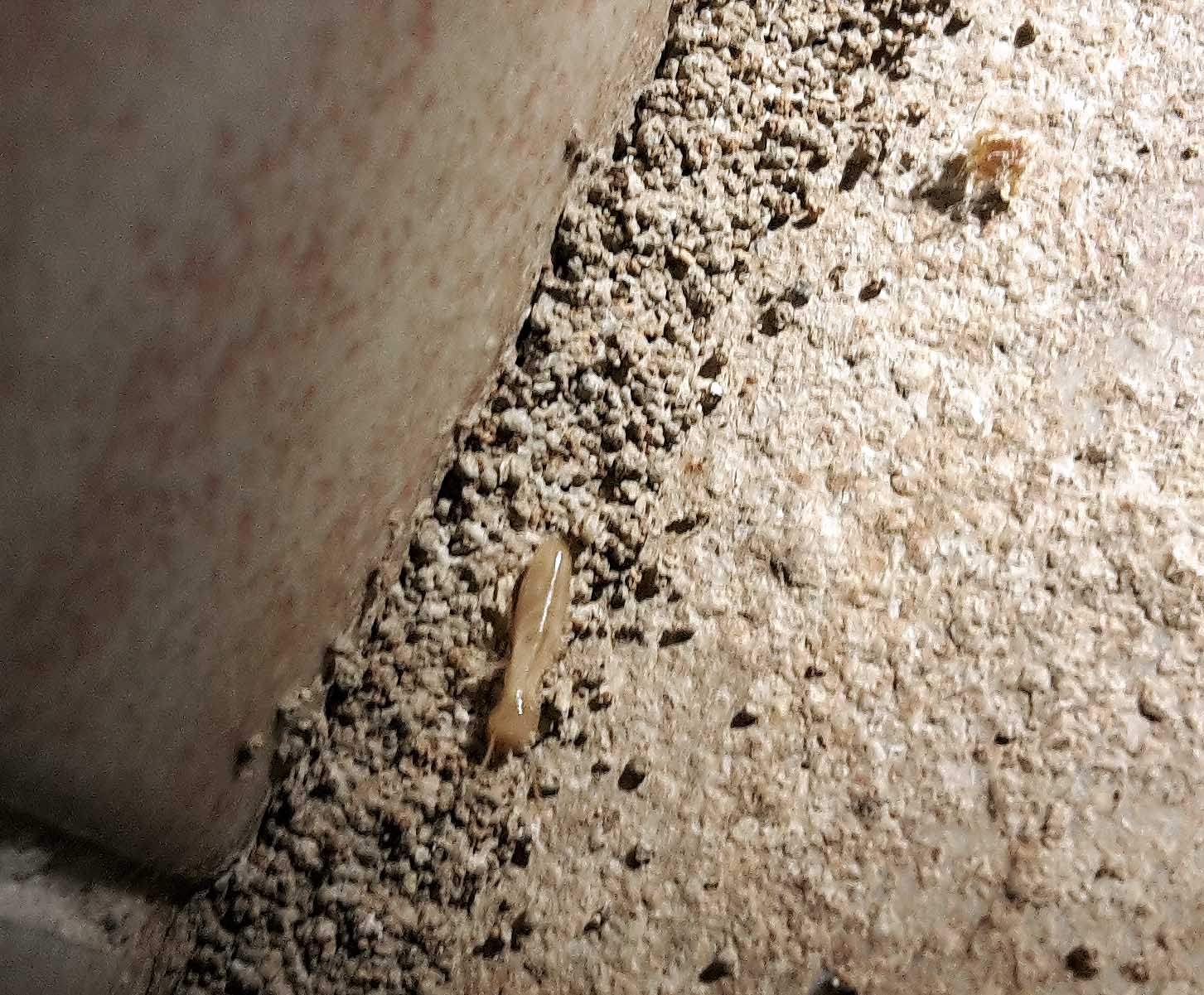 mi hanno invaso le termiti??    S, Reticulitermes lucifugus